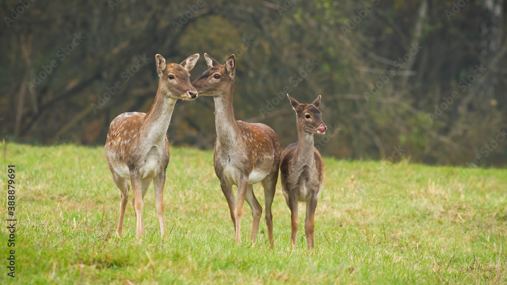 Three fallow deer, dama dama, standing on meadow in autumn nature. Group of hinds looking on grassland in fall. Bunch of young spotted animals watching on green field. Three fallow deer, dama dama, standing on meadow in autumn nature. Group of hinds looking on grassland in fall. Bunch of young spotted animals watching on green field.