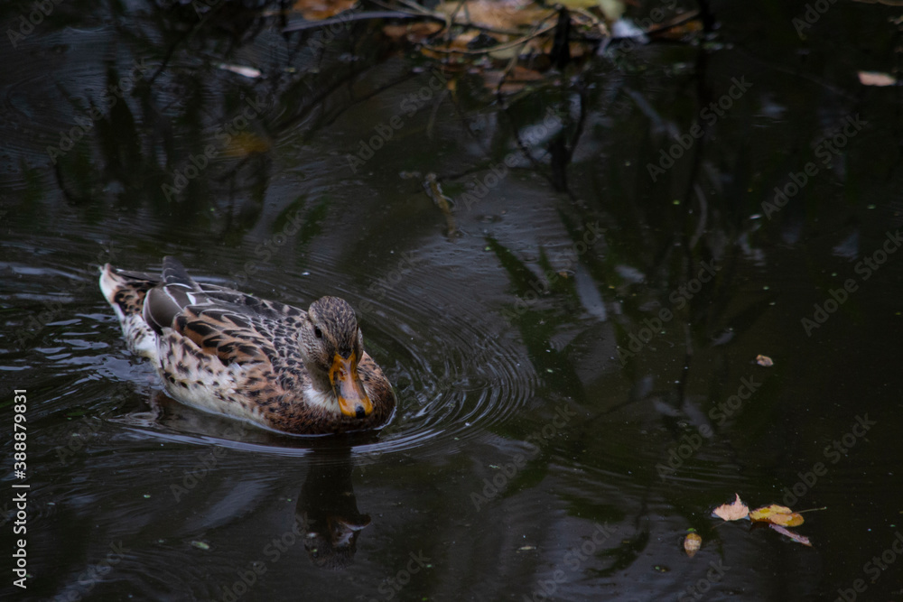 Fototapeta premium Brown duck swimming in dark water