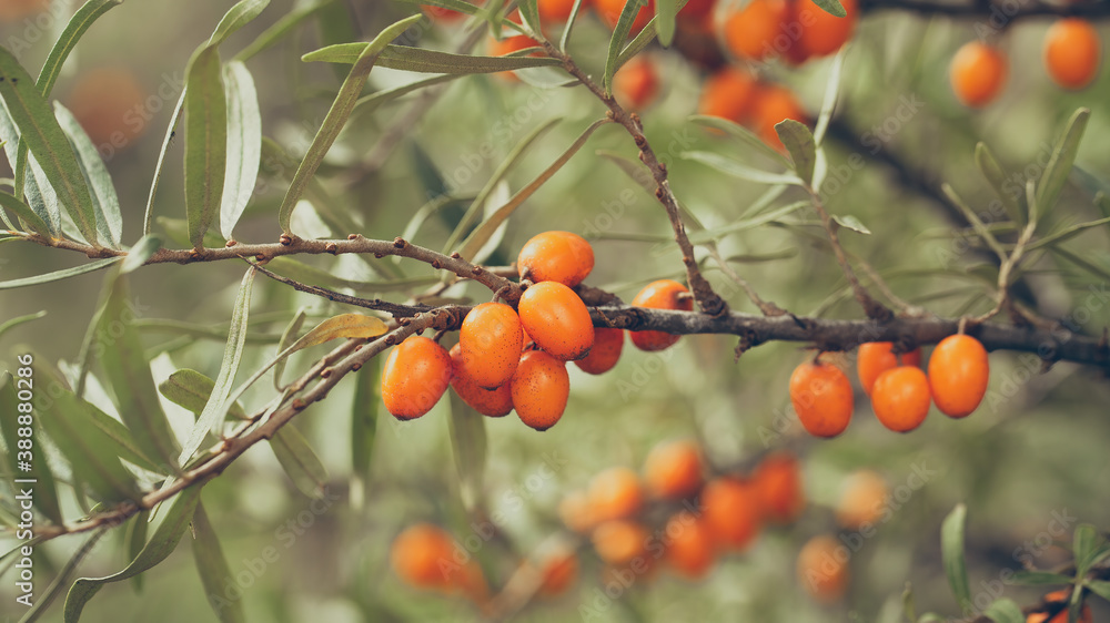 Sea-buckthorn, hippophae rhamnoides, orange berries growing on branch with green leaves. Juicy fruit rich in vitamin c in the garden. Curative raw food with healing effect.