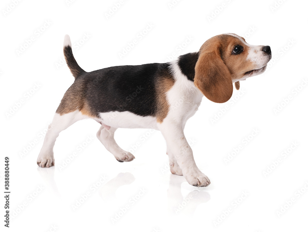 Puppy beagle standing