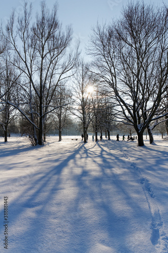 trees in the snow © MarekLuthardt