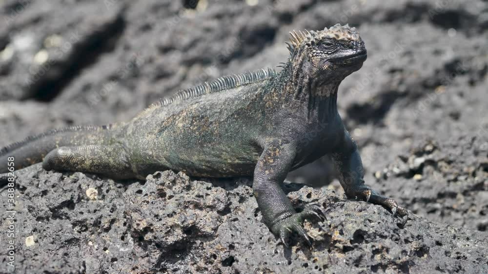 Black Marine Iguana On Rocky Beach, Sleeping In The Sun, Galapagos Black Marine Iguana On Rocky Beach, Sleeping In The Sun, Galapagos