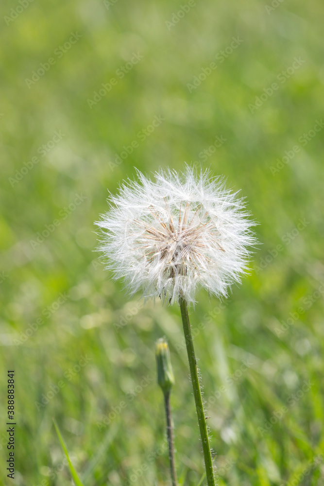 Dandelion in green field background. Dandelion flower