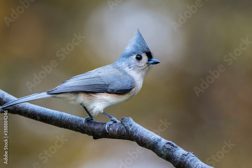 Tufted Titmouse, Baeolophus bicolor, closeup looking right with golden fall foliage background copy space