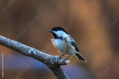 Black-Capped Chickadee, Poecile atricapillus, closeup perched facing left on golden fall foliage background copy space