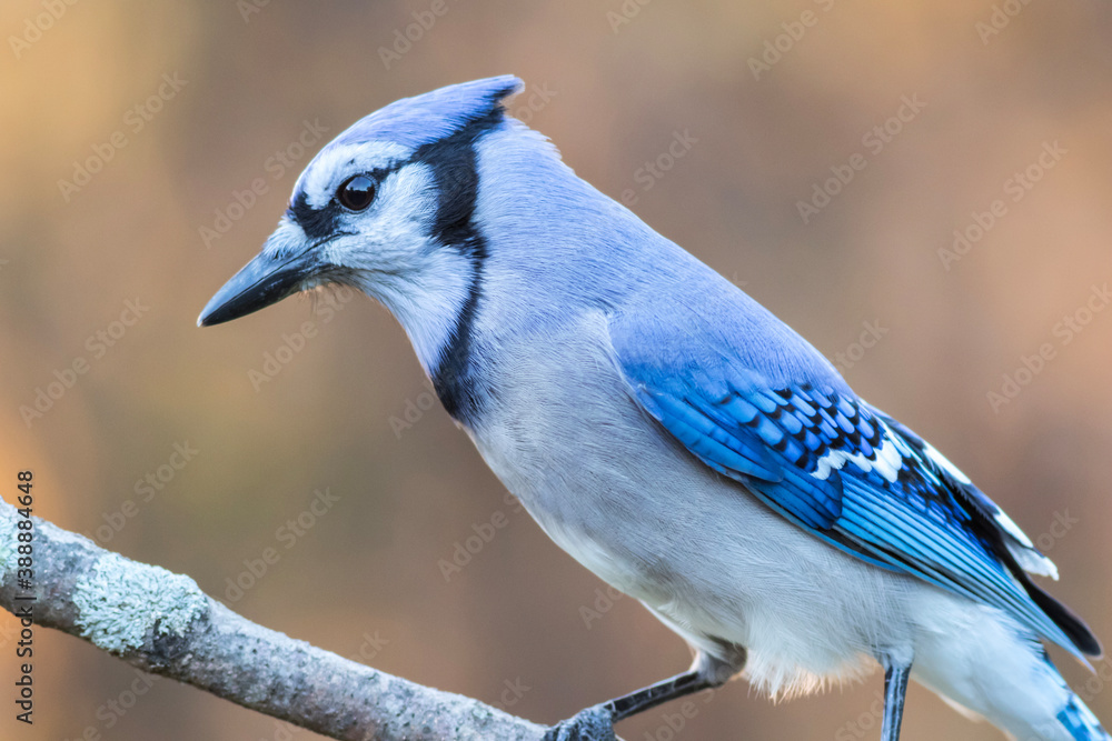 Blue Jay, Cyanocitta cristata, closeup looking left with golden fall foliage background copy space Blue Jay, Cyanocitta cristata, closeup looking left with golden fall foliage background copy space