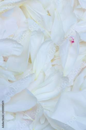 シャクヤクの花びら © Paylessimages
