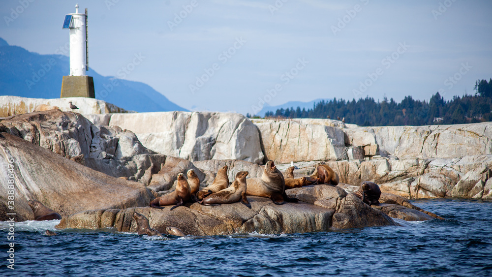 A group of large California Sea Lions sun themselves on a rocky island on the Sunshine Coast, British-Columbia, with a lighthouse and mountains in the background