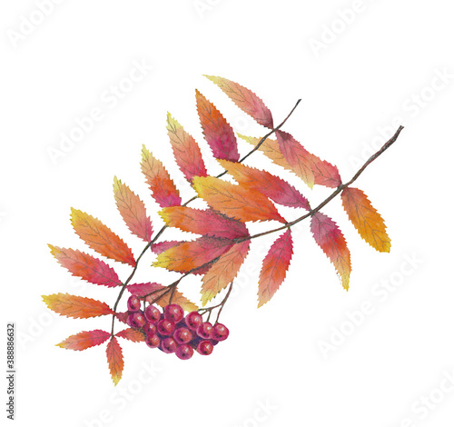 Rowan leaves and berries in watercolor. Set of autumn leaves and berries. For patterns, postcards, and fabrics.