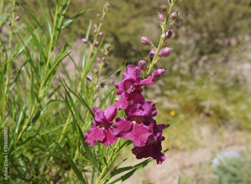 Desert willow (Chilopsis linearis) blossom