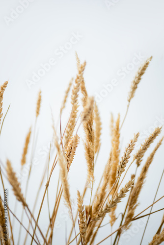 bunch of golden wheat on white background