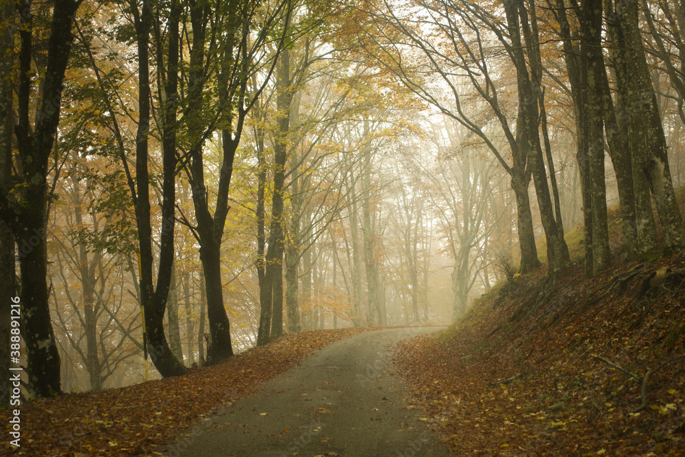 Obraz premium Autumn, Italy