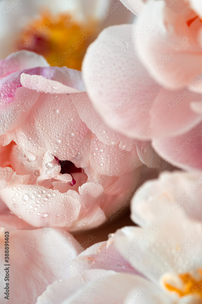 Pink Peonies Pink Peonies