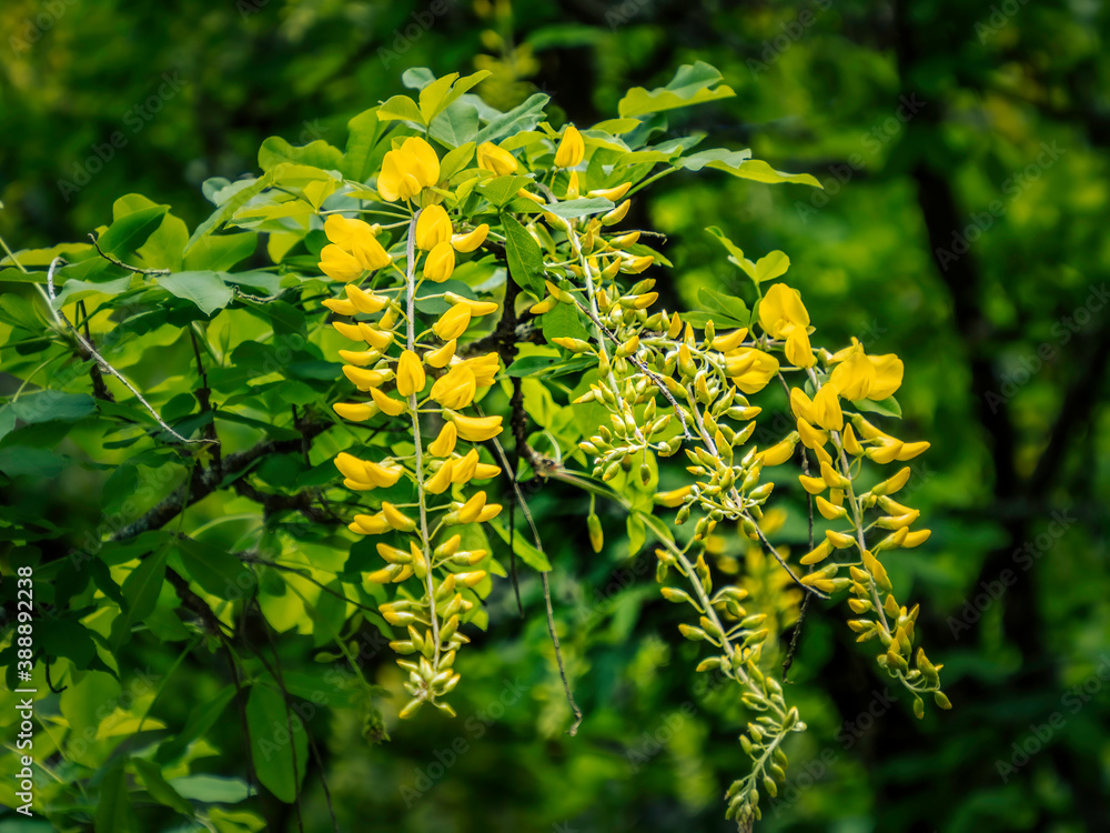 Yellow String Of Flowers