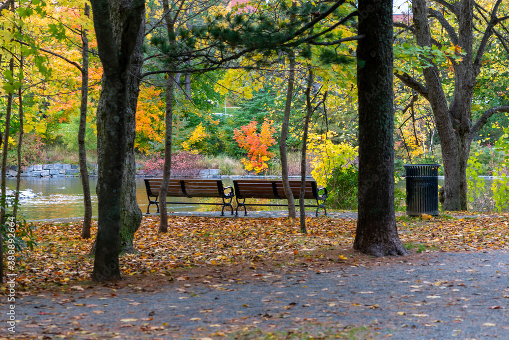 Two wooden park benches among large tall trees. The ground near the benches is covered in orange, brown, and red dead autumn leaves. There's a black garbage container near the sitting area and trail. Two wooden park benches among large tall trees. The ground near the benches is covered in orange, brown, and red dead autumn leaves. There's a black garbage container near the sitting area and trail.