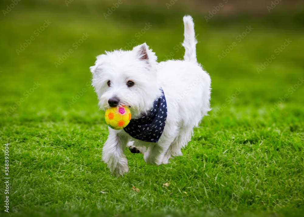 westy dog walking through the green grass of a park with his ball in his mouth and a bowtie westy dog walking through the green grass of a park with his ball in his mouth and a bowtie