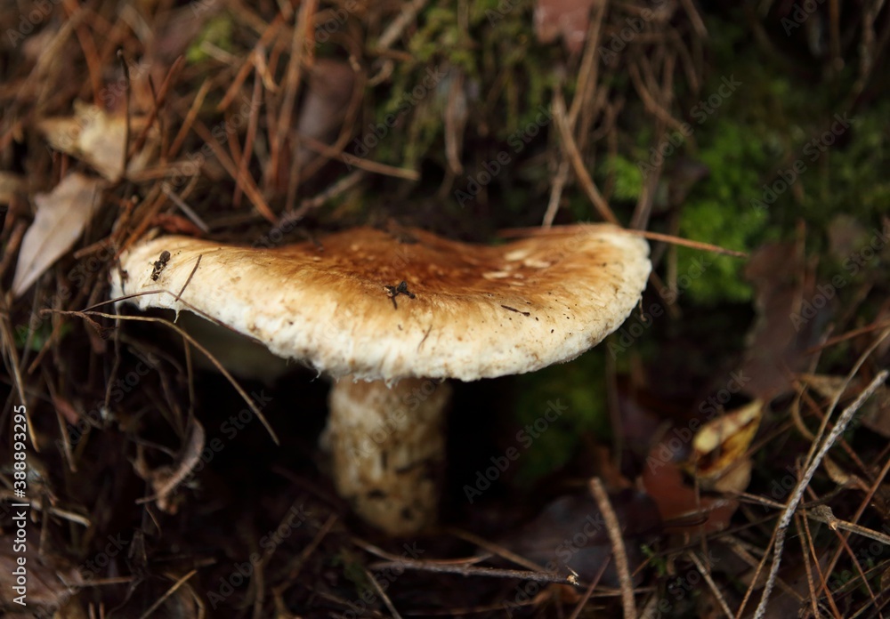 Fototapeta premium マツタケ matsutake 