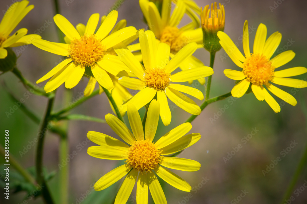 Yellow Flowers Blooming On Field. Sunny day. Yellow Flowers Blooming On Field. Sunny day.