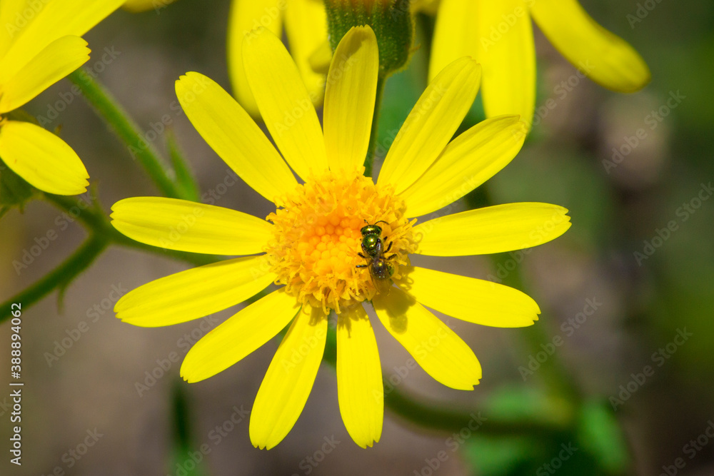 Yellow Flowers Blooming On Field. Sunny day. Yellow Flowers Blooming On Field. Sunny day.