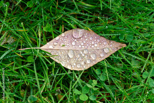 A close up of a small brown dead elm leaf laying on grass and clover with raindrops on the leaf. The grass is a vibrant green color. 