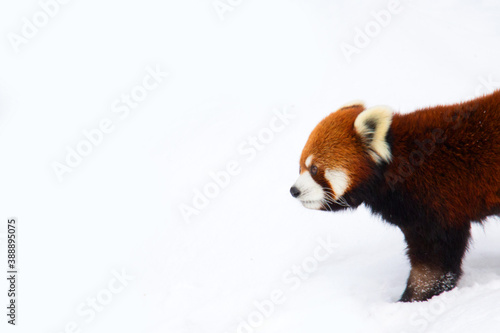 red panda in snow