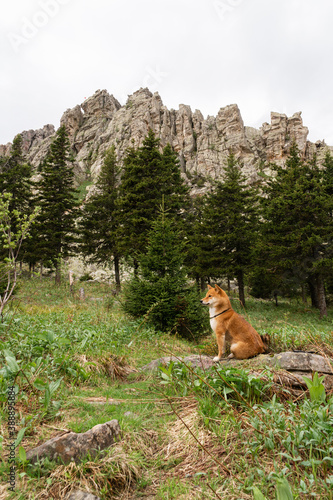 Cute little shiba inu dog sitting in front of Otkliknoy greben, Ural mountains