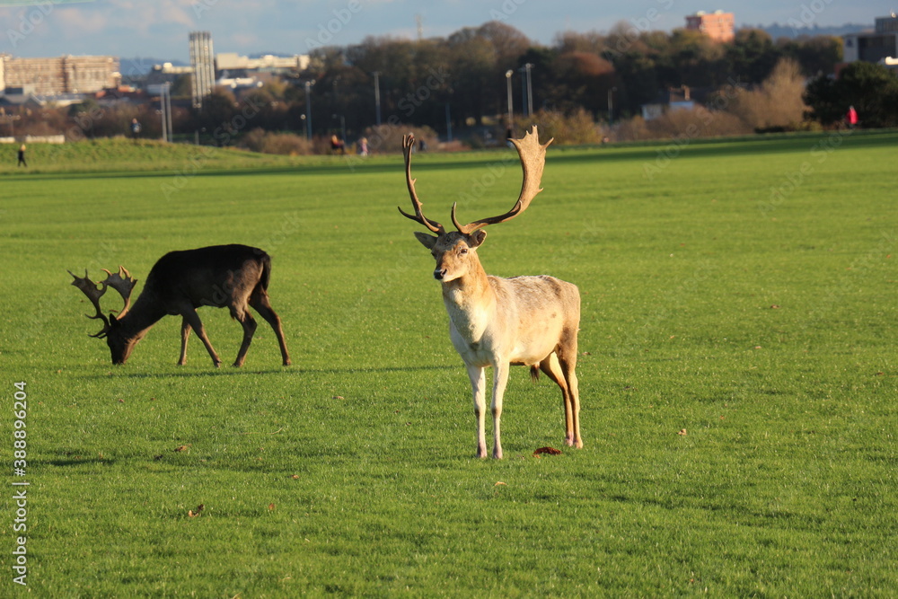 Fototapeta premium deer in the garden