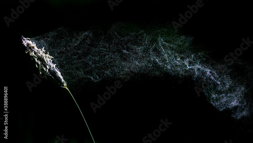 Pollen blowing off a grass stem photo