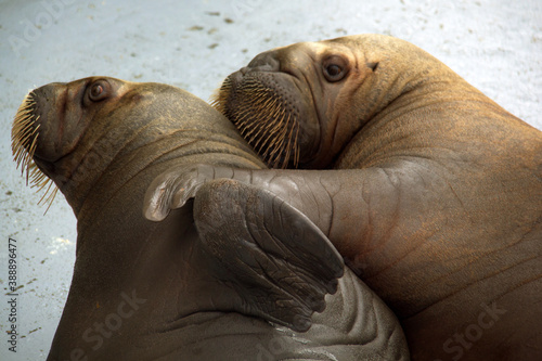 Love between two sea lion