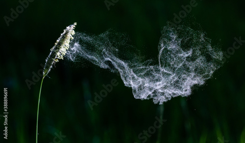 Pollen blowing from grass photo