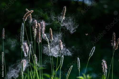 Pollen blowing from grass