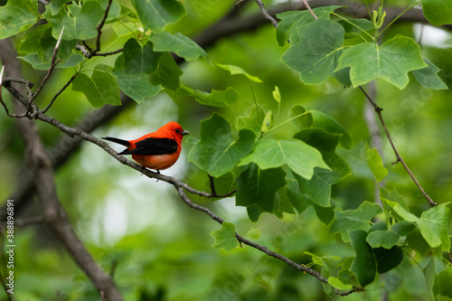 Scarlet tanager