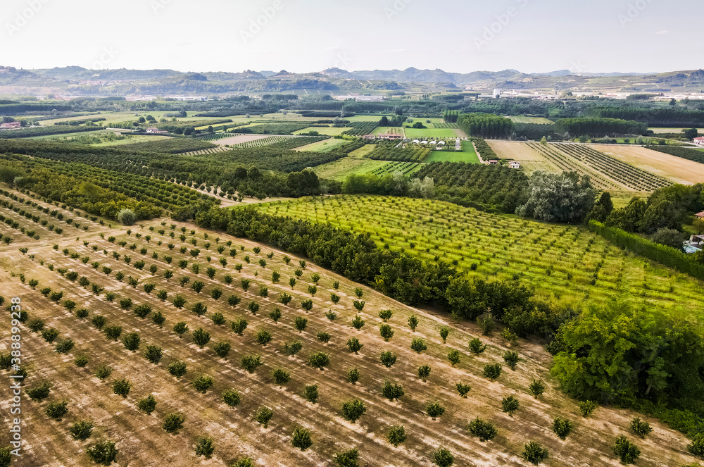 Drone view of field crops growing in rows Drone view of field crops growing in rows