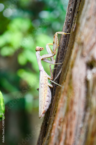 Mantis climbing a tree