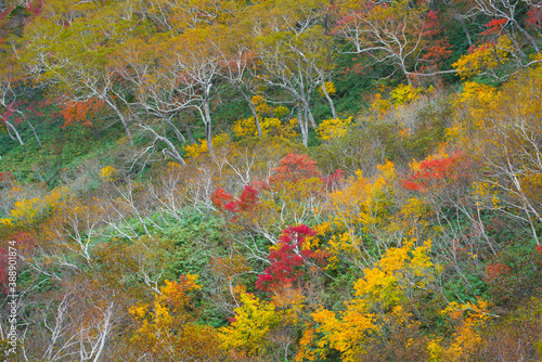 北海道のダケカンバの紅葉した風景