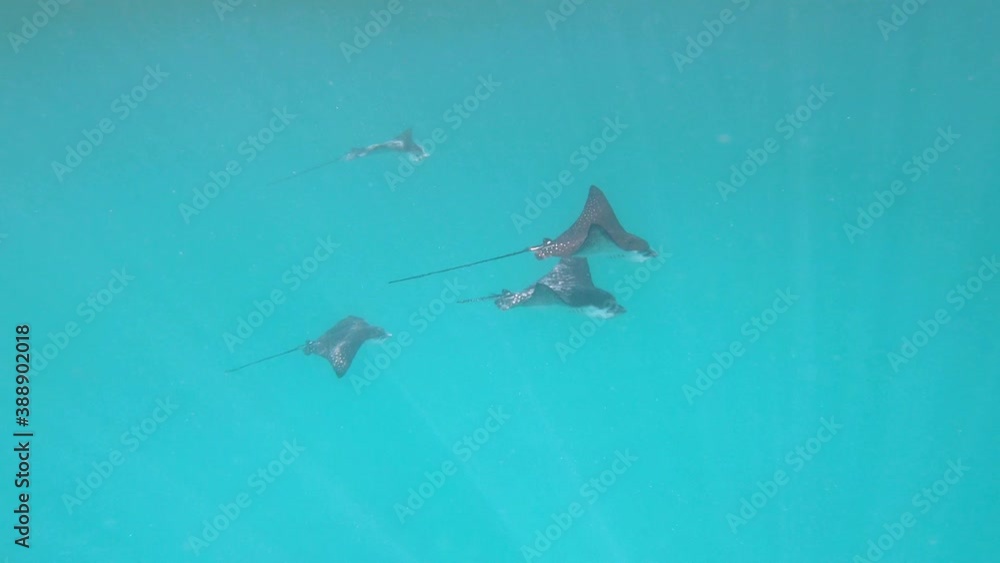Eagle Rays Glide Through Clean Blue Ocean Water, Galapagos (4of7) Eagle Rays Glide Through Clean Blue Ocean Water, Galapagos (4of7)