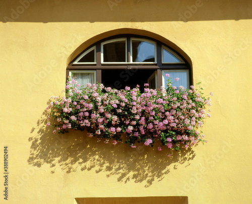 窓辺の花 © Paylessimages