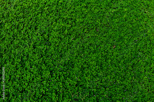 Bright green plants For background
