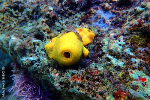 Yellow/Golden tube Mediterranean sponge – Aplysina aerophoba photo