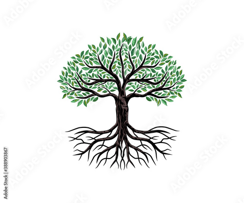 tree logo design with beautiful roots and leaves