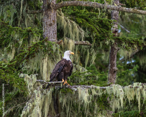 Bald eagle perches on tree branch surveying the surroundings near Johnstone Strait, Vancouver Island, British Columbia