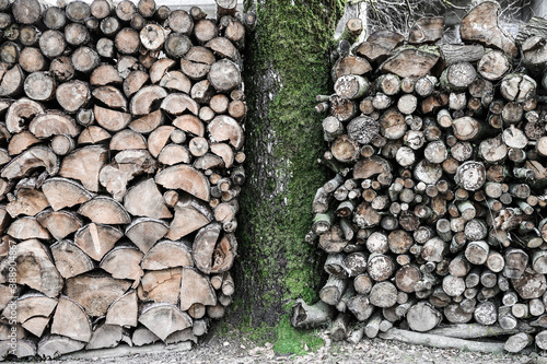 Rustic background with tree and woodpile of firewood. The tree trunk is covered with green moss. Sawn and chopped firewood are stacked. Details of rural life in the countryside. Faded colors.