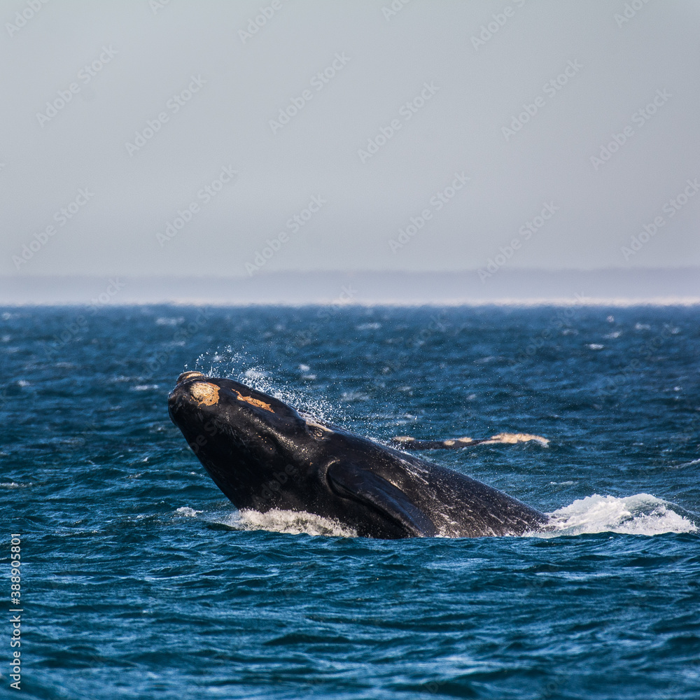 Fototapeta premium Ballena 