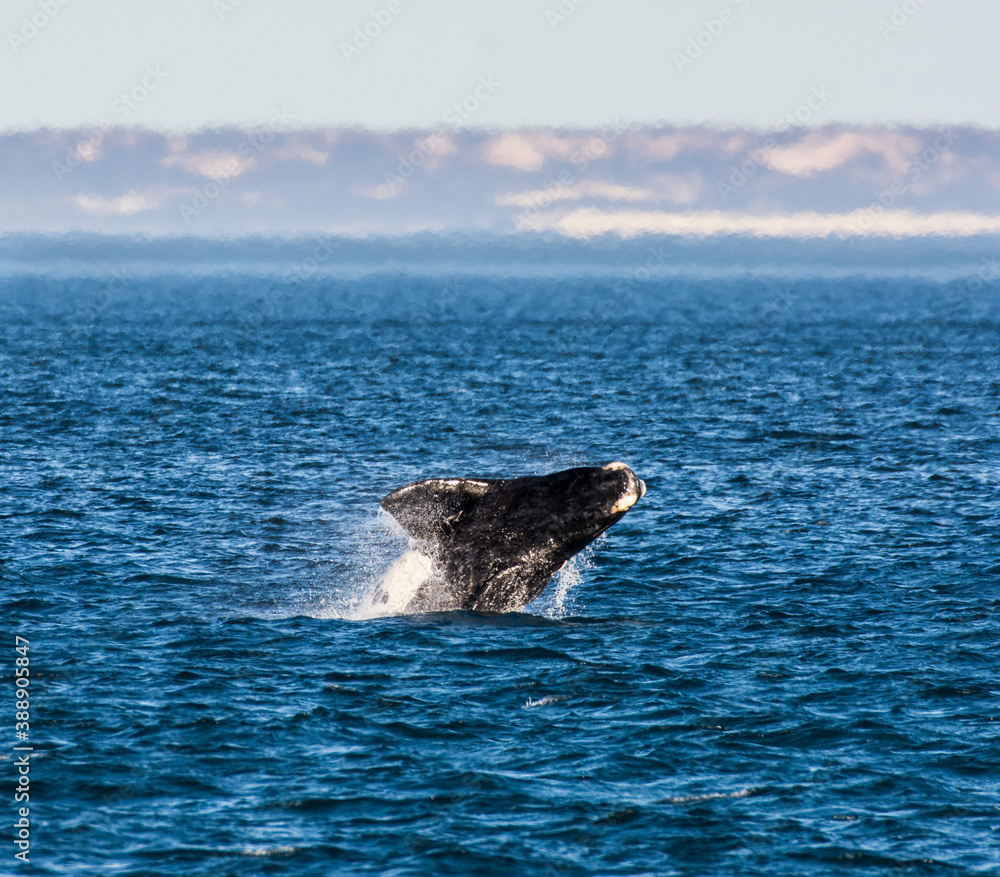 Obraz premium Ballena