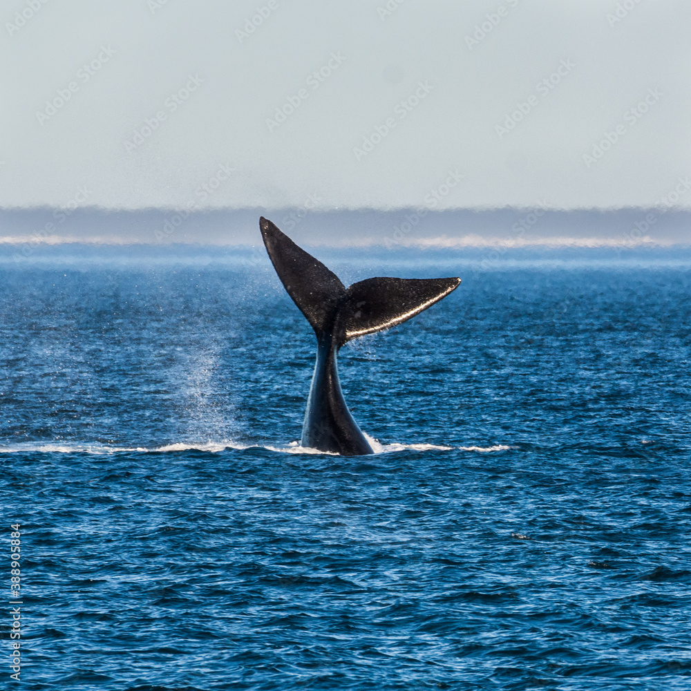 Fototapeta premium Ballenas
