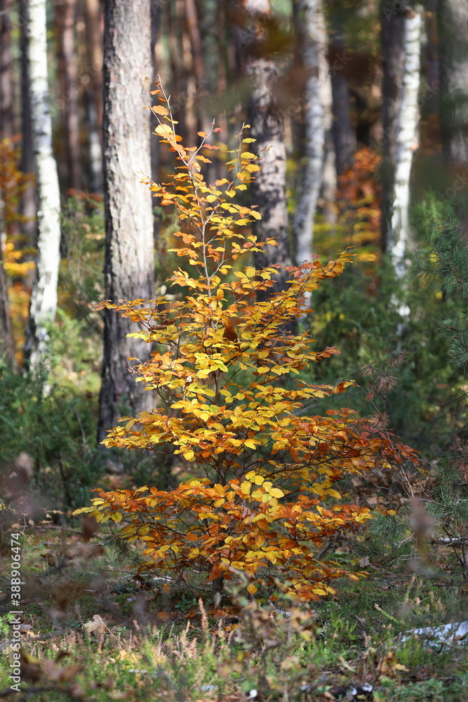 Obraz premium autumn in the woods