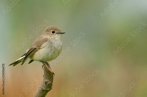 Taiga Flycatcher perching on a perch  looking into a distance