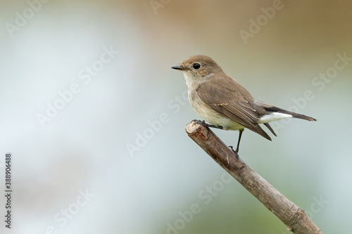 Taiga Flycatcher perching on a perch looking into a distance