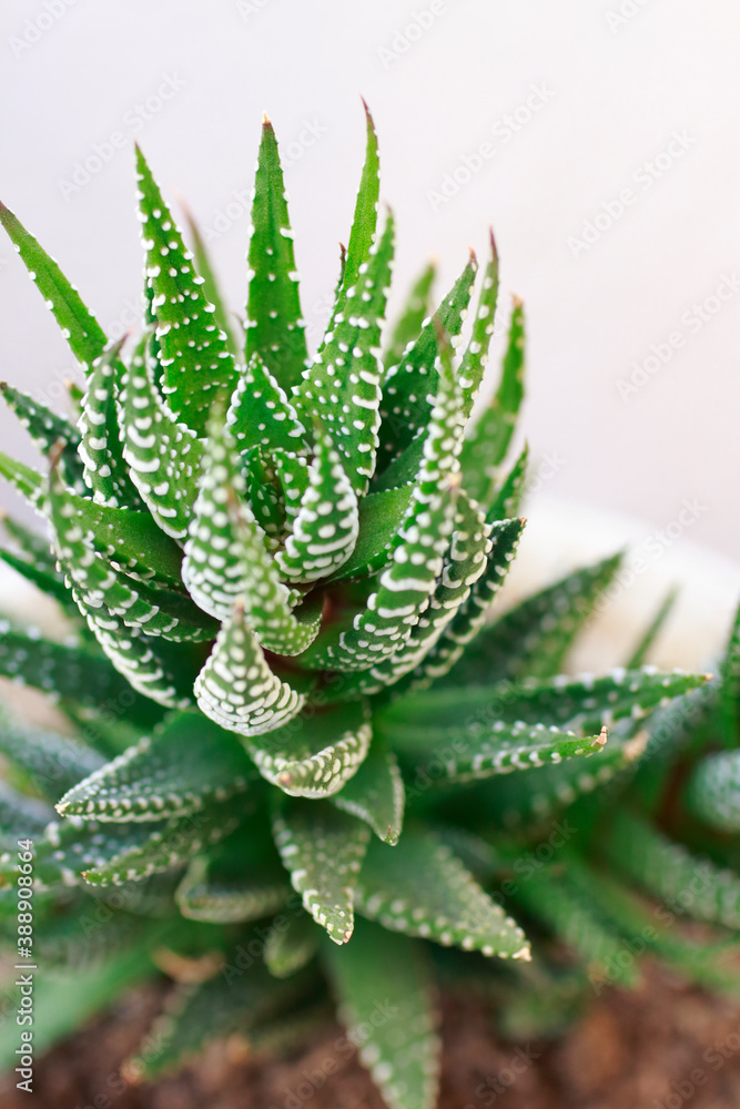 多肉植物十二の巻 多肉植物十二の巻