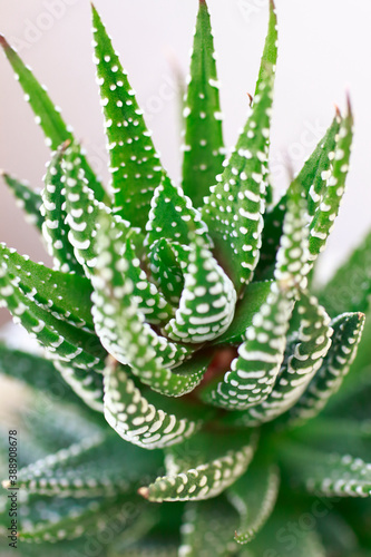 Wallpaper Mural 多肉植物十二の巻 Torontodigital.ca